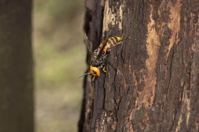 木に止まるハチ