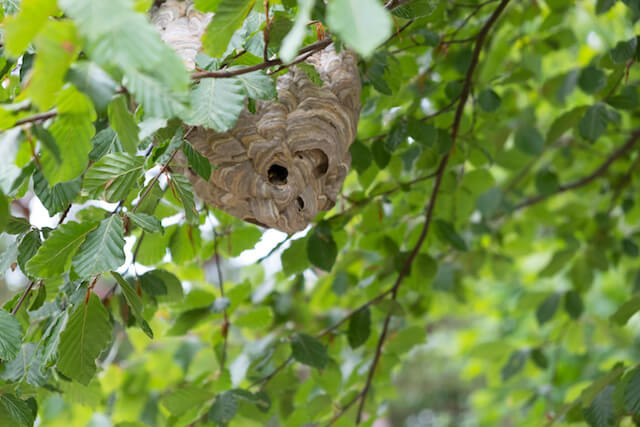 庭の木に作られた蜂の巣