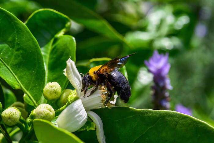 花の蜜をとるクマバチ