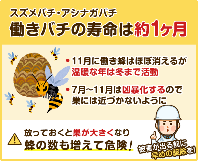 働き蜂の寿命は約1ヶ月。11月に働き蜂はほぼ消えるが、数が多いといなくならない。7月〜11月は凶暴化するので、巣には近づかないように。