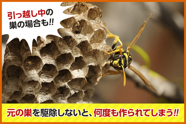 ハチの巣を駆除した後 戻ってくるハチがいます 対策法はありますか