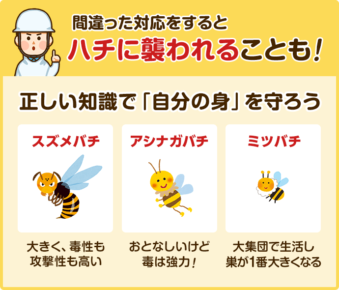 ハチの種類と特徴 見分け方と危険性を知る