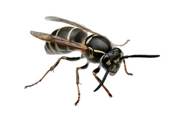 無料印刷可能な画像 50 蜂 みたい な 黒い 虫