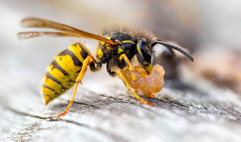 スズメバチの天敵は駆除に使える 3種類の天敵と本当に効果的な対策