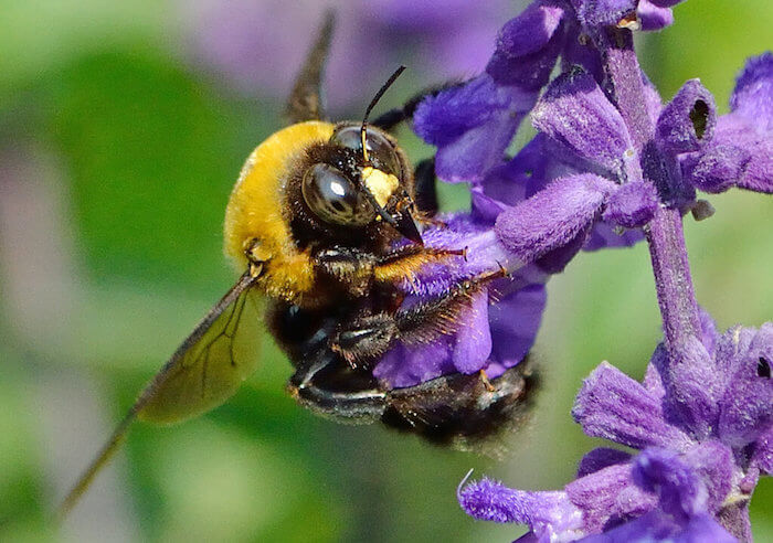 クマバチってどんなハチ 気になる生態や被害 巣の駆除方法を解説