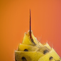 毒のカクテル 蜂毒と刺された時の対処法