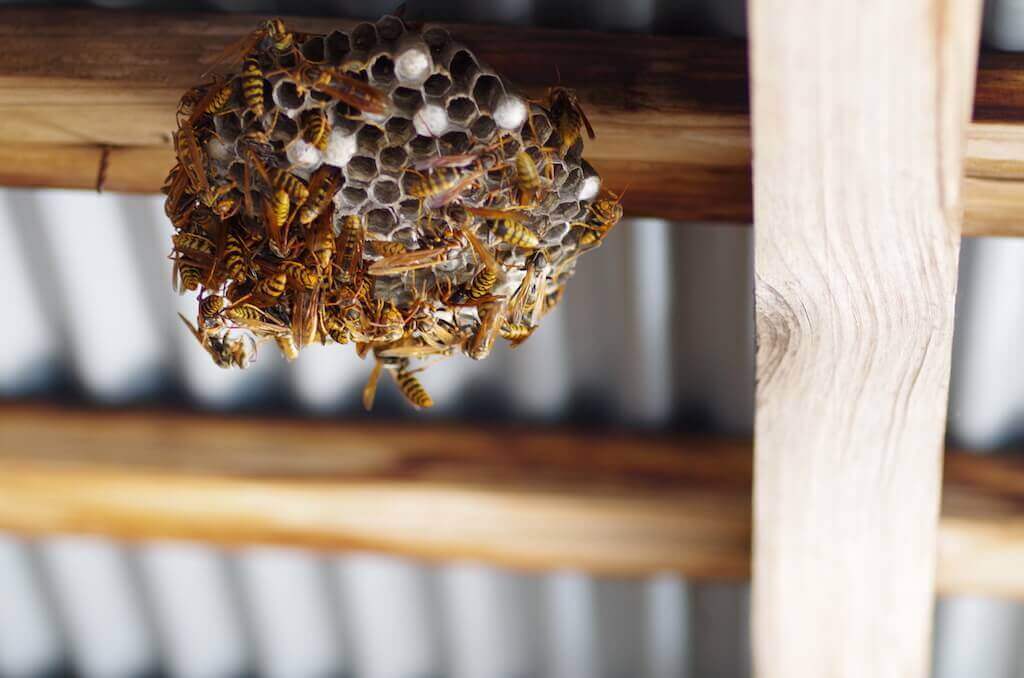 蜂の巣予防は4月が狙い目 巣を作らせない方法とおすすめの予防グッズ