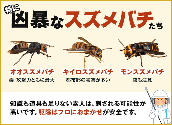 刺すスズメバチ９種類 危険なハチがわかる 見分け方と刺されない対策