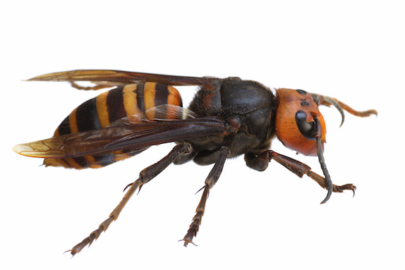 刺すスズメバチ９種類 危険なハチがわかる 見分け方と刺されない対策