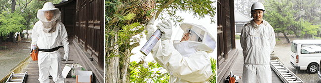 ハチ駆除のプロが対応