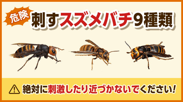刺すスズメバチ９種類：危険なハチがわかる！見分け方と刺されない対策