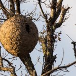 蜂は冬も活動するの？知っておくべき意外な被害と巣の駆除について