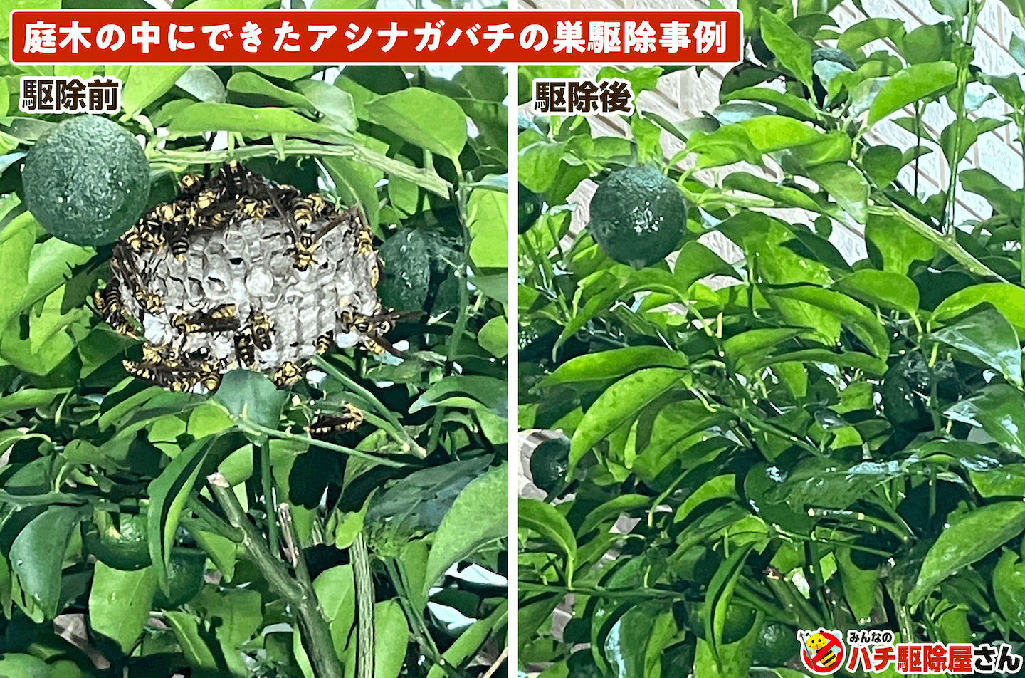 庭木の中にできたアシナガバチの駆除事例