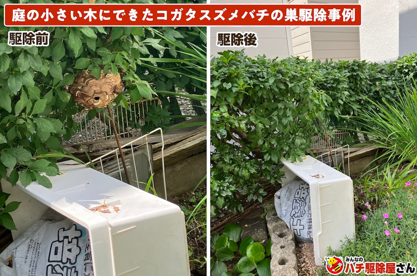 庭の小さい木にできたコガタスズメバチの駆除事例