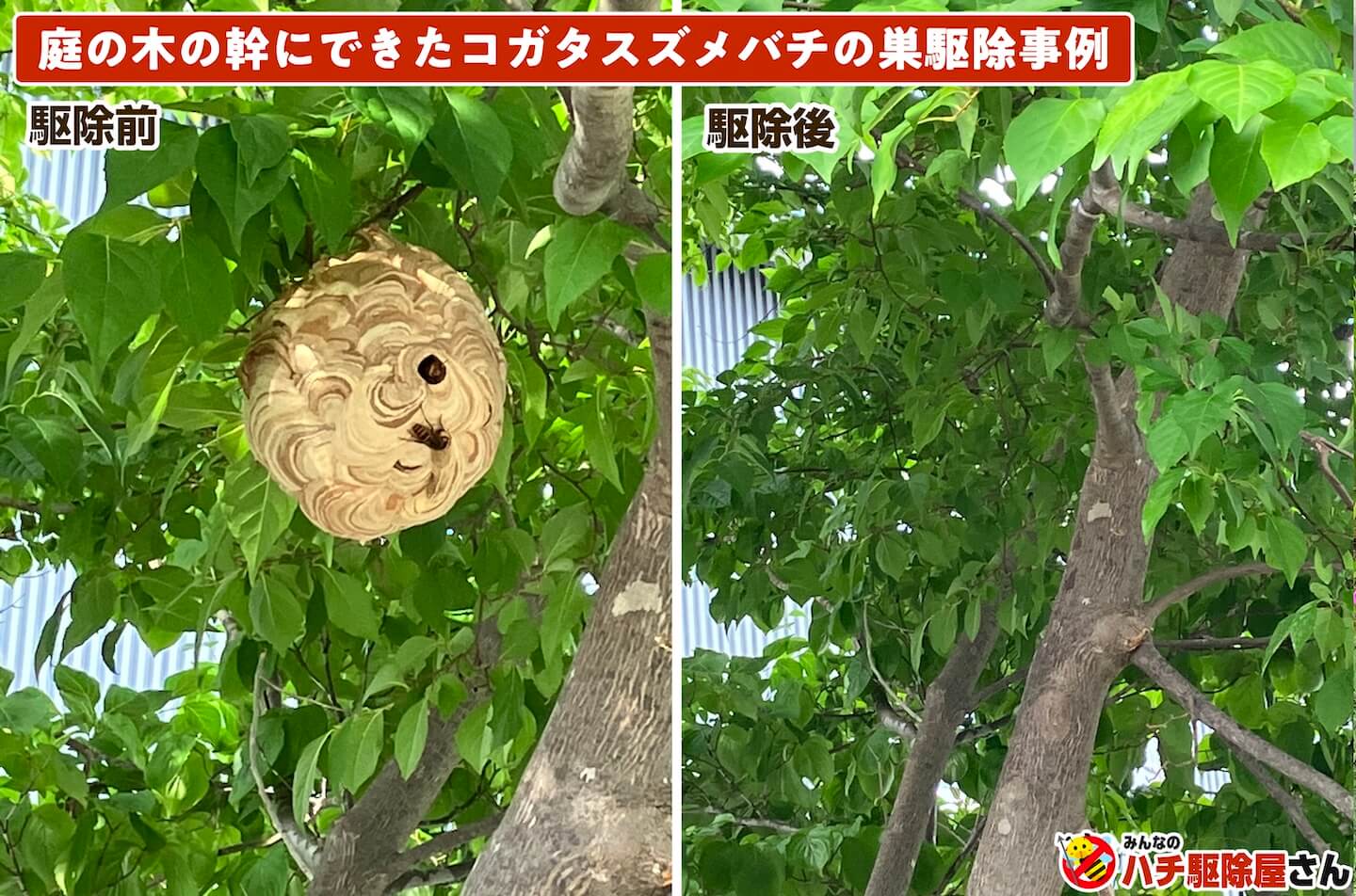 庭の木の幹にできたコガタスズメバチの巣駆除事例