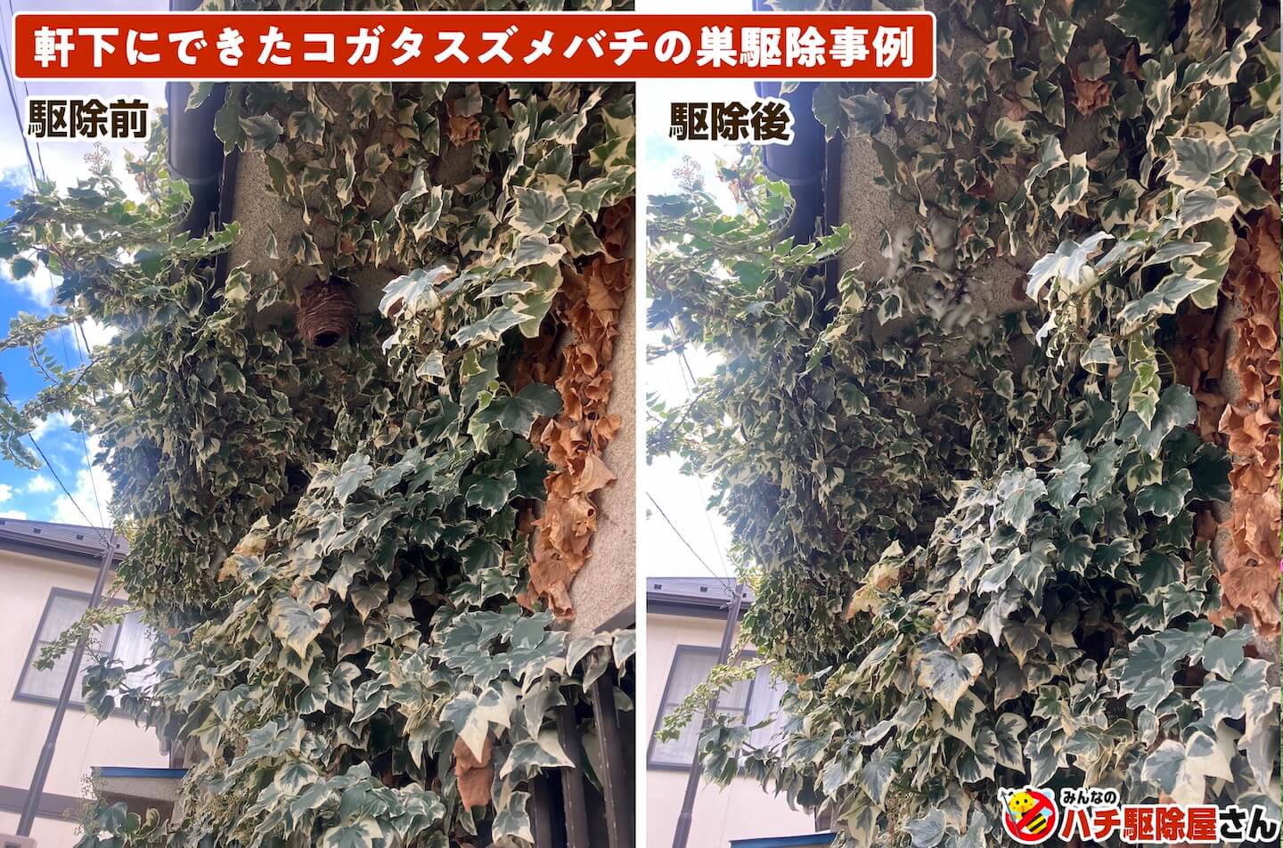 軒下にできたコガタスズメバチの巣駆除事例
