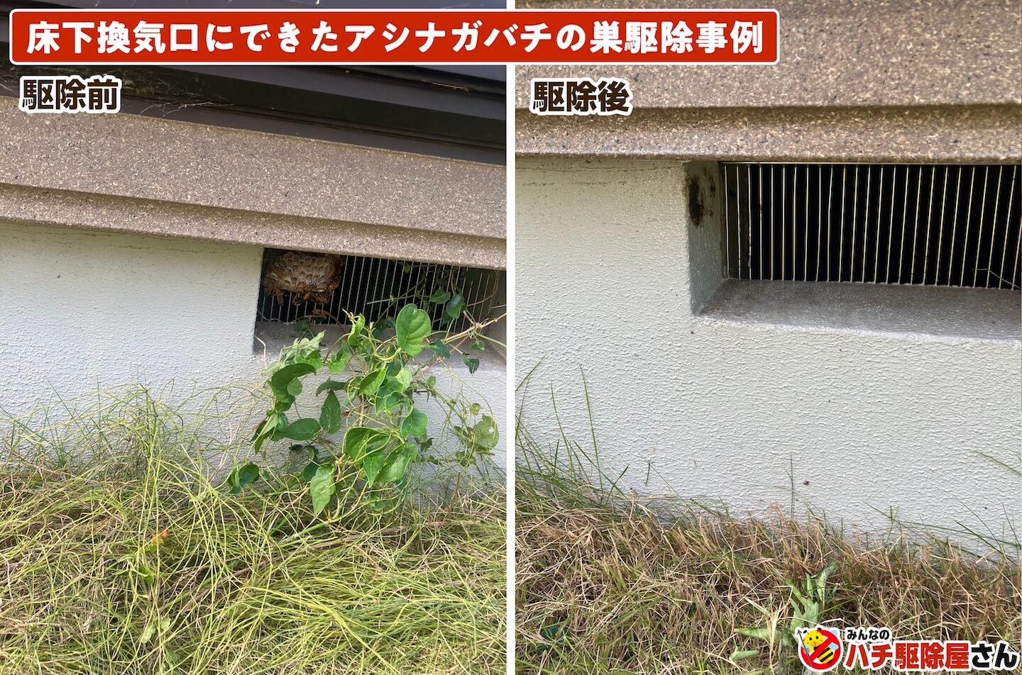 床下換気口にできたアシナガバチの巣の駆除事例