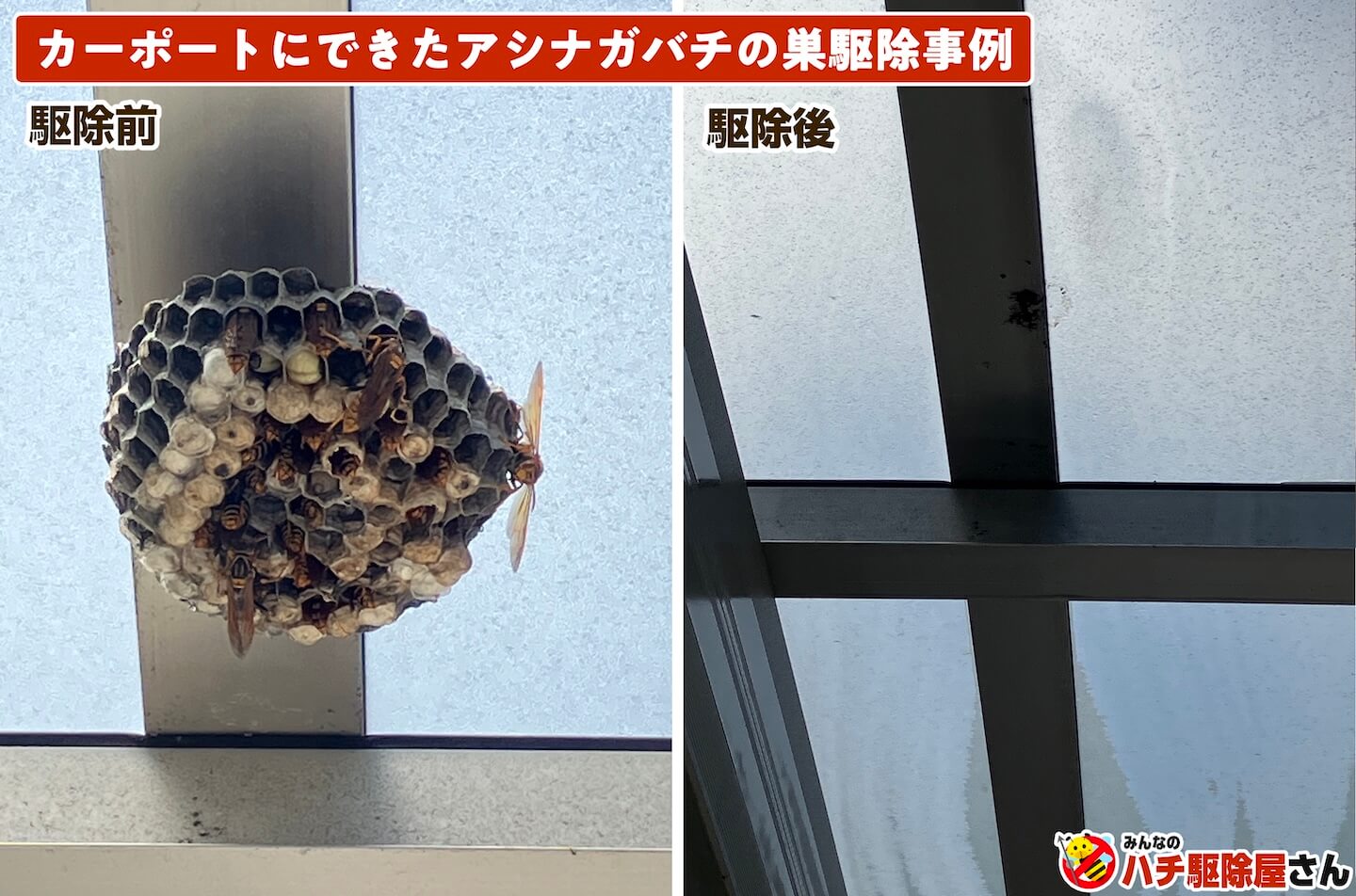 カーポートにつくられたアシナガバチの巣の駆除事例