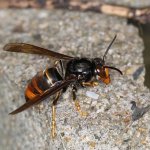 【ご注意を】ツマアカスズメバチの生態と被害、今後の対策について