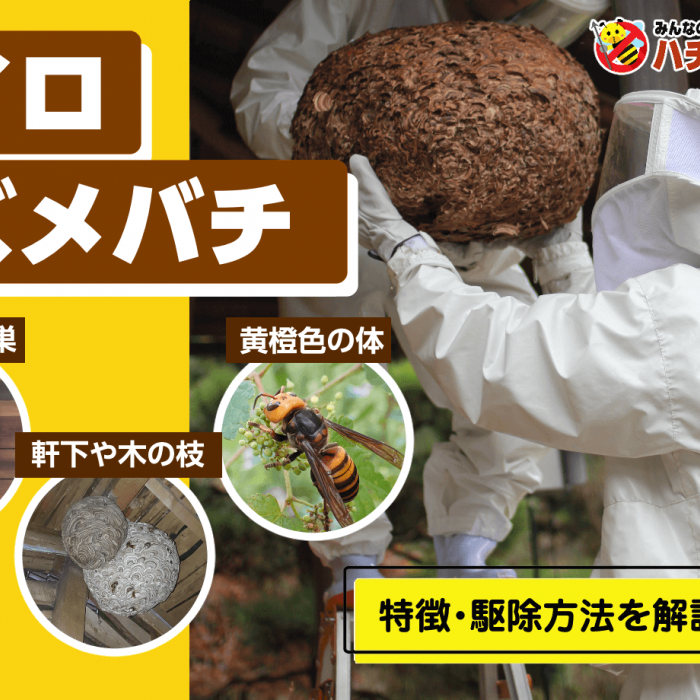 巨大スズメバチの巣 専用ガラスケースつき