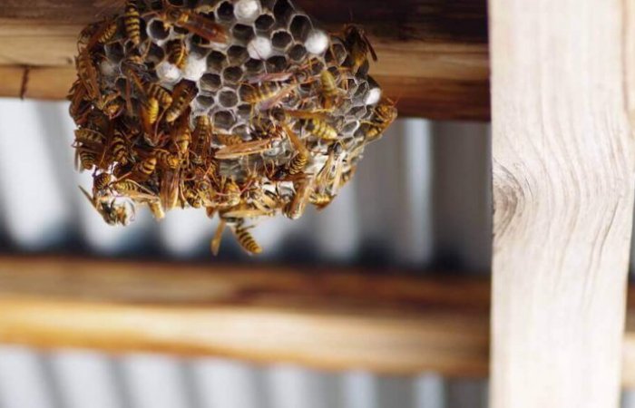 蜂の巣予防は4 5月が狙い目 巣を作らせない方法とおすすめの予防グッズ