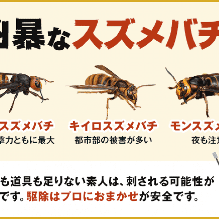 刺すスズメバチ９種類：危険なハチがわかる！見分け方と刺されない対策