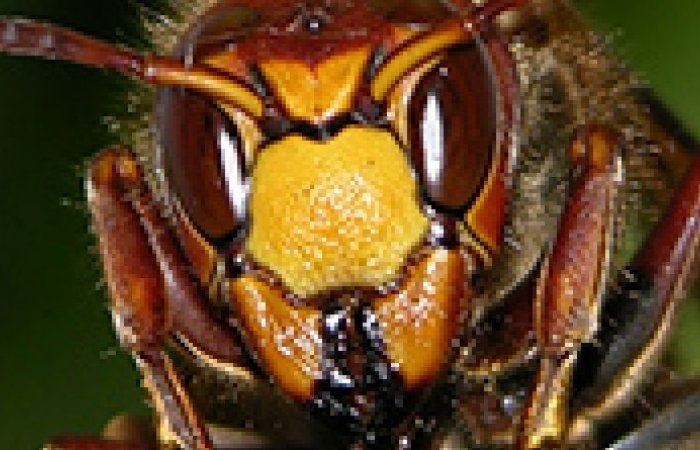 スズメバチに刺されないために 攻撃のサインを見逃すな