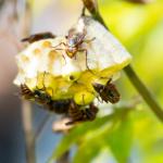 これはアシナガバチの初期巣？駆除するべき？子どもを守る安全な駆除方法