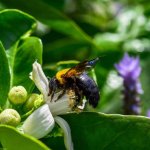 クマバチってどんなハチ？刺す？生態と被害、巣の駆除方法を解説