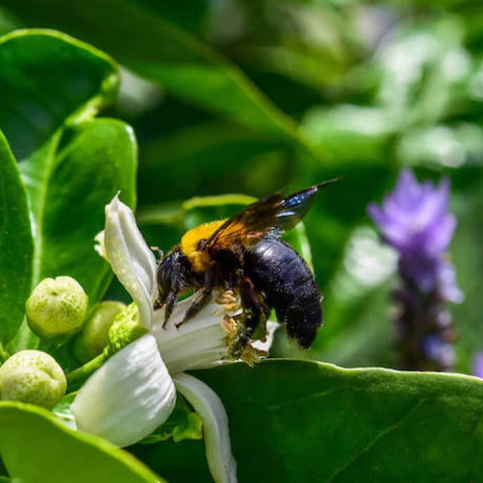 クマバチってどんなハチ？刺す？生態と被害、巣の駆除方法を解説