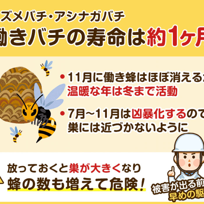 ハチの寿命はどのくらい 家の近くのハチはいつ死にますか