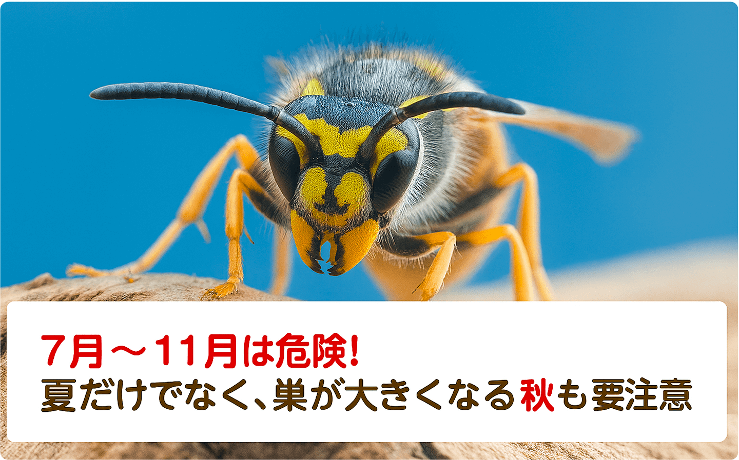 7月〜11月は危険。夏だけではなく、巣が大きくなる秋も要注意。