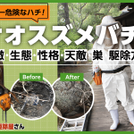 日本一危険なオオスズメバチを対策しよう！土の中の巣を駆除する方法も解説