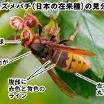 【写真で解説】夜行性のモンスズメバチの特徴、巣、危険性と安全な駆除方法