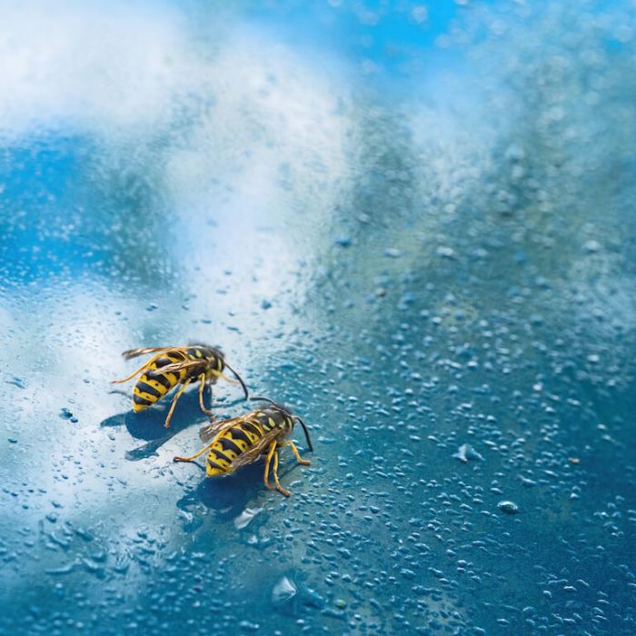 プロの結論】蜂の巣駆除は雨の日が安全！ただし守るべき”たった1つ”の