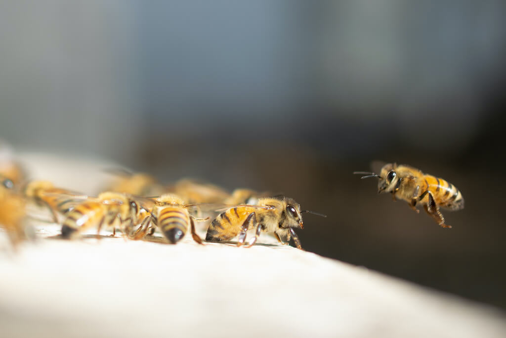 ミツバチは駆除すべきか