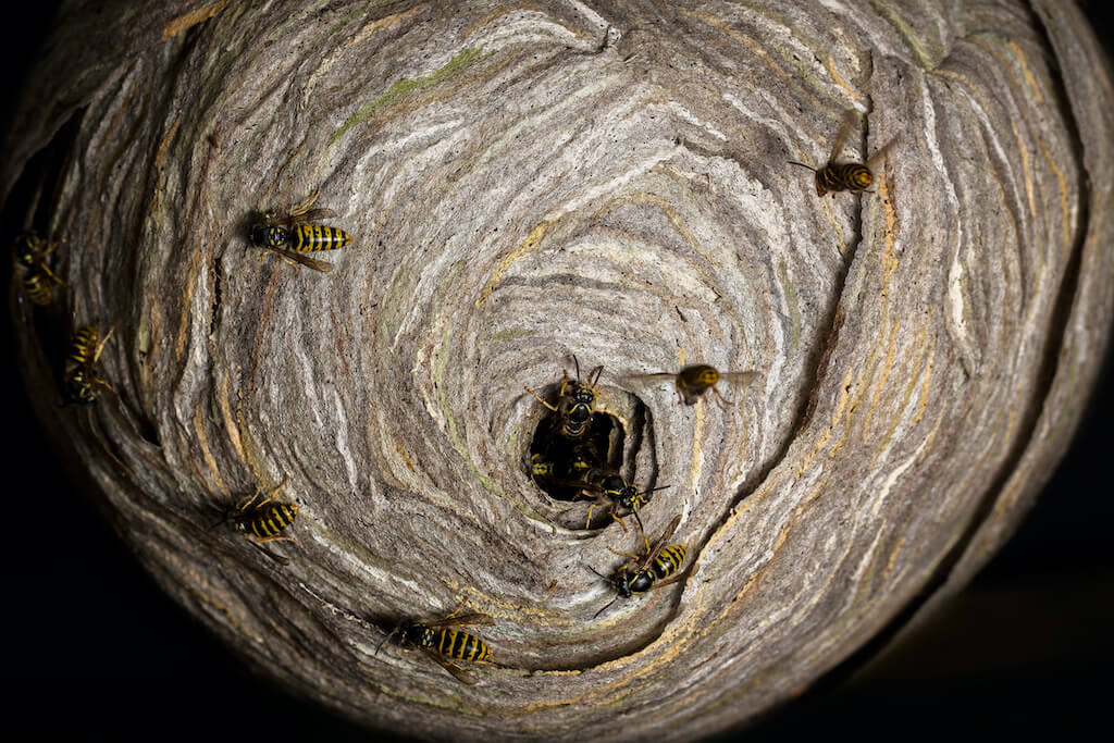 スズメバチの巣の駆除の時間帯
