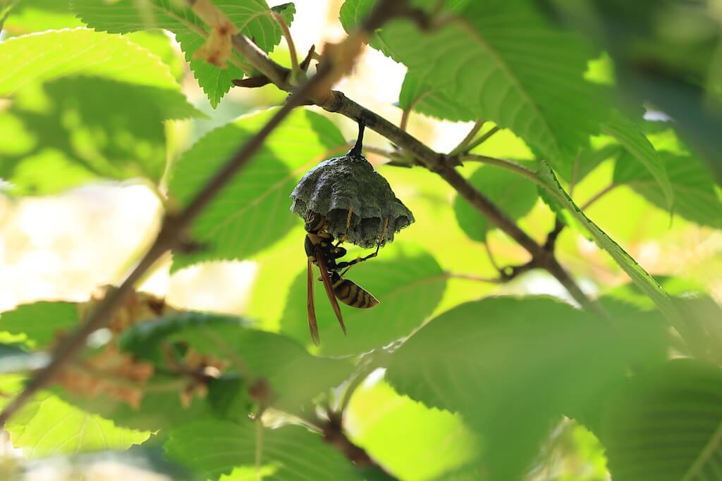 アシナガバチの巣の駆除の時間帯
