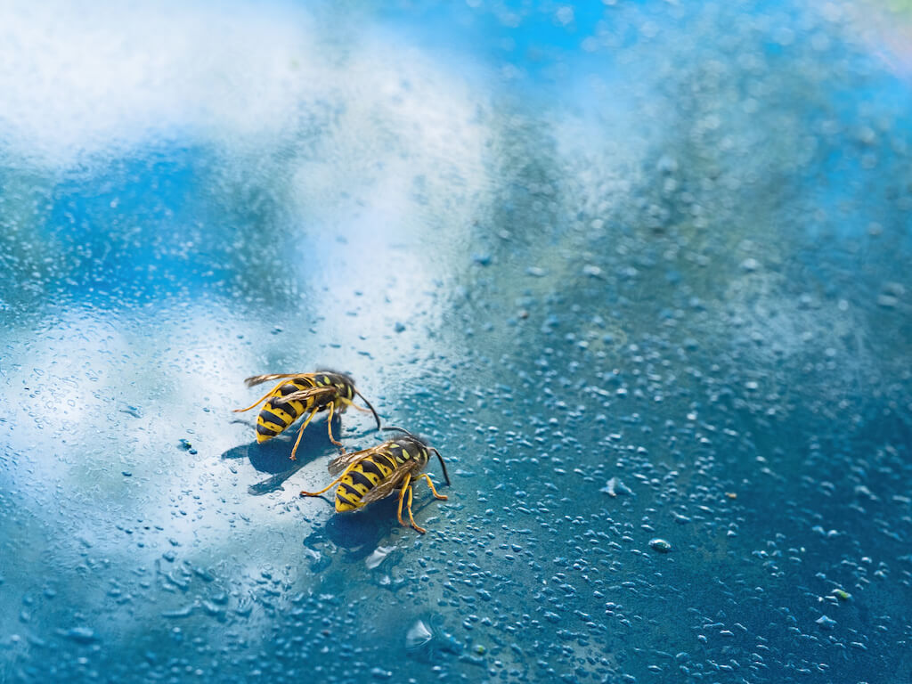 雨に濡れる蜂