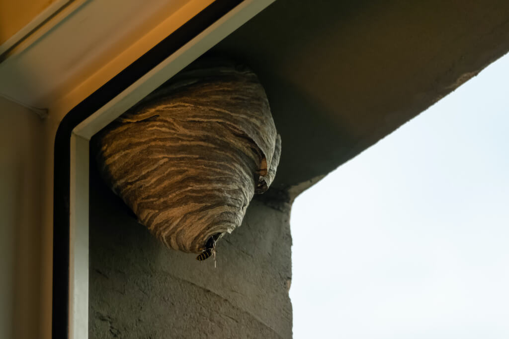 賃貸物件の軒下にできた蜂の巣駆除