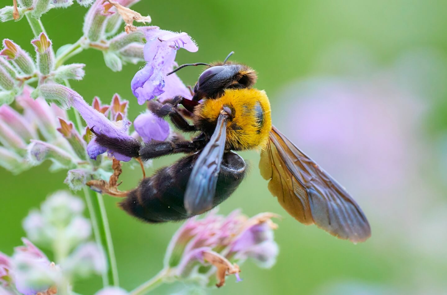 キムネクマバチ