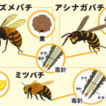 【絶対NG】蜂に刺されたら、口で蜂毒を吸い出すな！生死を分ける正しい応急処置