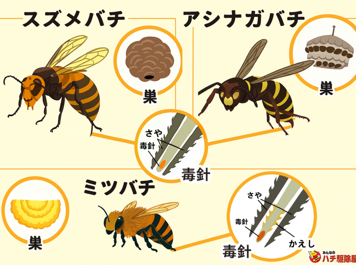 実証蜂針療法解説 絶対NG】蜂に刺されたら、口で蜂毒を吸い出すな！生死を分ける正しい