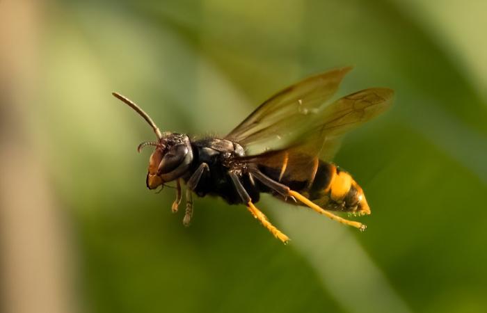 ツマアカスズメバチの生態と巣の特徴、正しい駆除方法について【特定