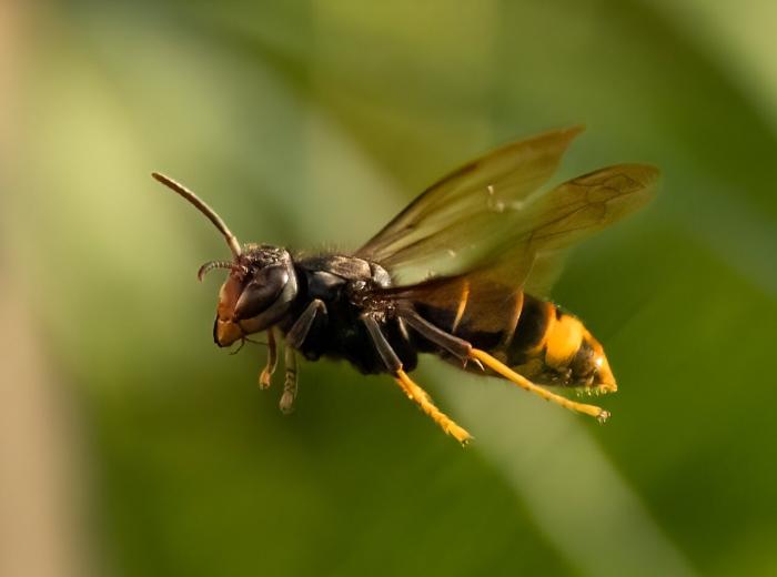 ツマアカスズメバチの生態と巣の特徴、正しい駆除方法について【特定