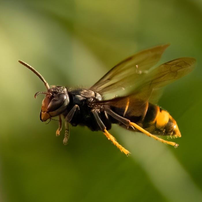 ツマアカスズメバチの生態と巣の特徴、正しい駆除方法について【特定