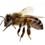 ミツバチは駆除するべき？被害と益虫の両面を知って適切な対処を
