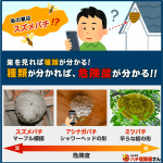 【プロ直伝】蜂の巣の種類がひと目でわかる！見分け方、駆除・予防のコツ