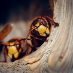 スズメバチの生態を知る〜行動パターンと危険性を知って対策しよう〜