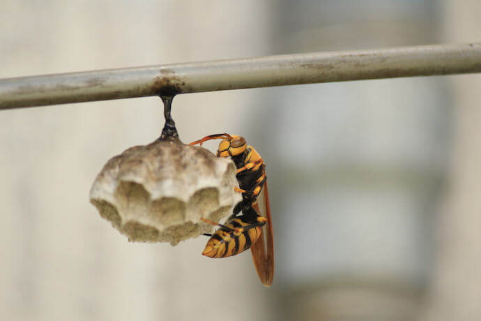 巣に止まるハチ